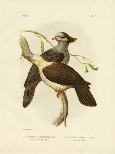 White-Headed Fruit Pigeon, 1891 by Gracius Broinowski